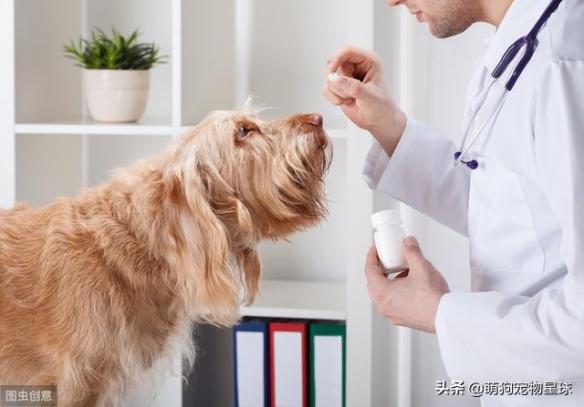 狗狗发烧吃人的什么药（狗狗发烧吃人用的退烧药）