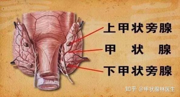 消除甲状腺结节的最好方法偏方大全（消除甲状腺结节的最好方法）