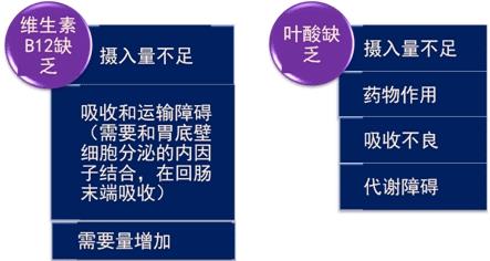 维生素b12作用及功能主治是什么（维生素b12主治功能）