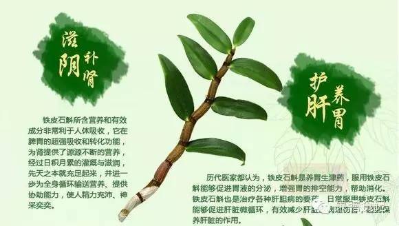 石斛的功效与作用及营养功效（石斛的功效与作用及营养）