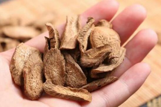 牛蒡茶女人能天天喝吗（女人喝牛蒡茶的好处与坏处）
