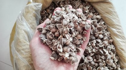 辣木籽的副作用与禁忌百科（辣木籽的副作用）