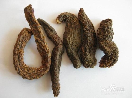 肉苁蓉的功效与用法（肉苁蓉的功效与副作用）