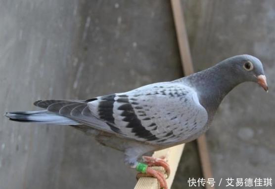 哪三种人不能吃鸽子（哪三种人不能吃鸽子补血汤）