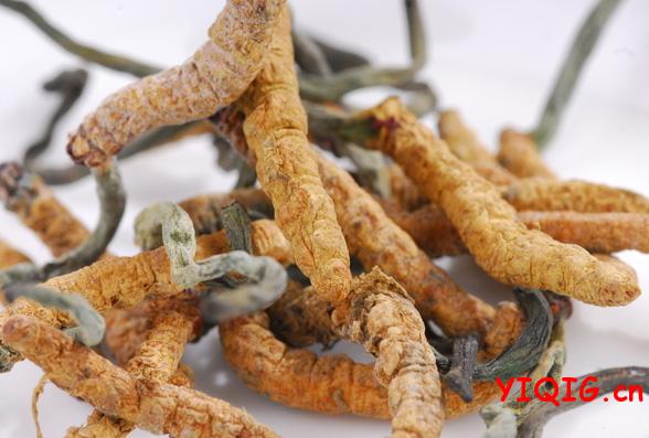 冬虫夏草最佳服用方法（虫草一天吃几根好）