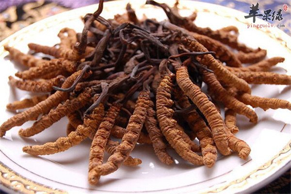 冬虫夏草治什么病效果最佳（吃冬虫夏草主要能治啥病）