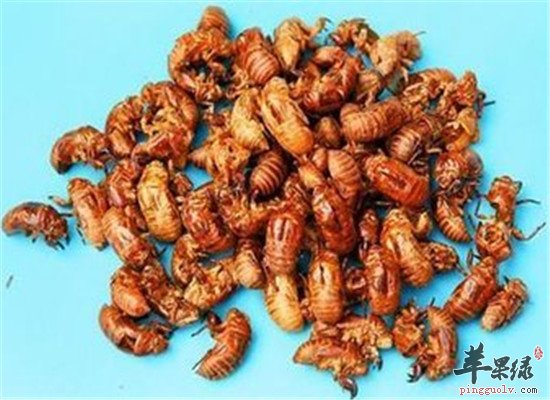 蝉蜕的作用功效和偏方（蝉蜕的作用与功效）