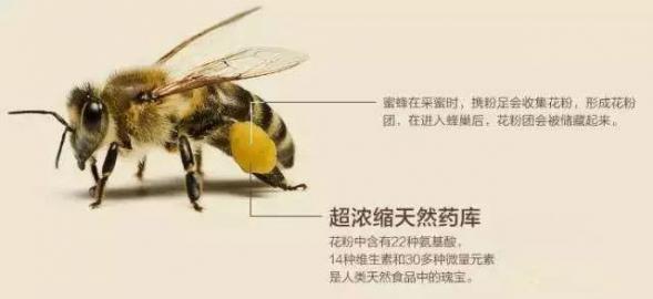 蜂花粉的七大功效（蜂花粉的七大功效花粉喝上给晒睡眠吗）