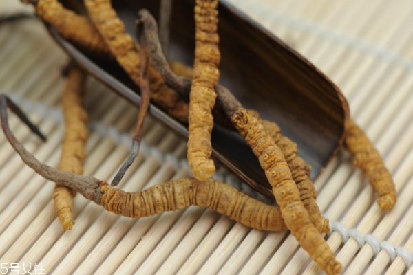 冬虫夏草的正确服用方法（冬虫夏草食用方法百度百科）
