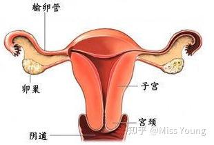 妇科炎症会自愈吗（霉菌性妇科炎症会自愈吗）