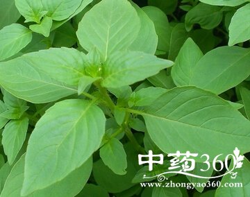 荆芥的功效与作用图片（荆芥的功效与作用图片荆）