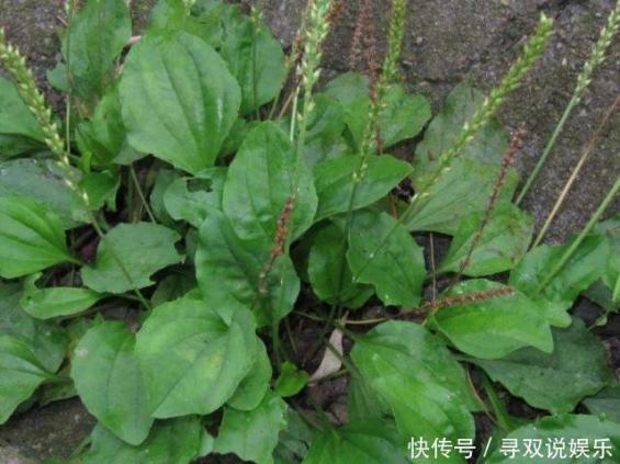 车前草泡水喝能治痛风吗（车前草泡水喝能降尿酸吗）