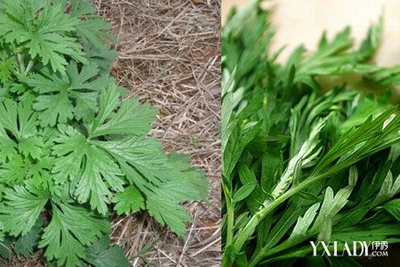 艾叶的功效与作用及食用方法（艾叶作用和功效）