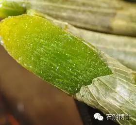 石斛的正确吃法与用量（石斛的正确吃法与用量是多少）