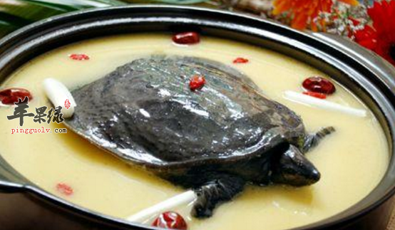 甲鱼的功效与禁忌（甲鱼的功效及禁忌）