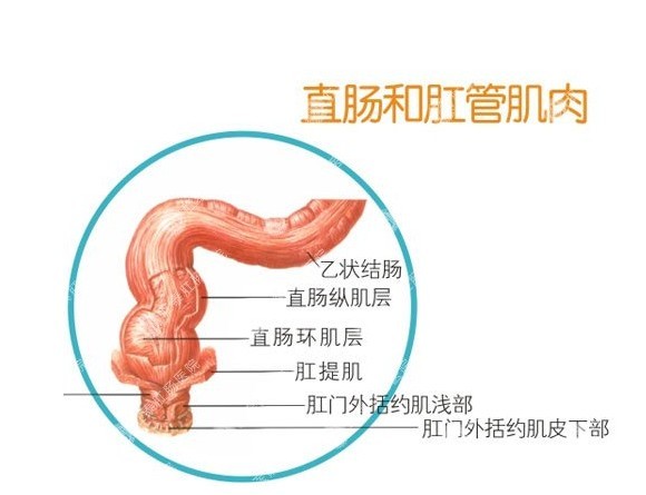 直肠息肉的症状及危害（直肠息肉的症状及危害排便不出血就是太痒了）