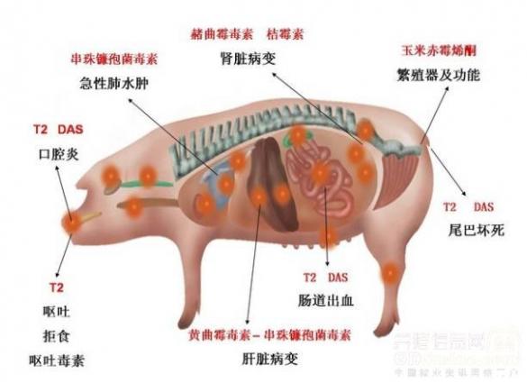 食物中毒最明显的征兆（食物中毒能自己恢复吗）