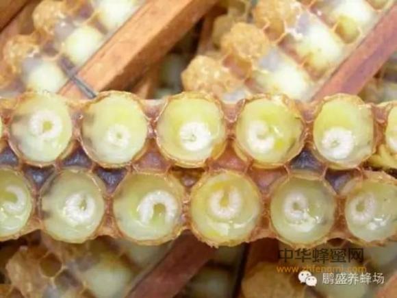 蜂王浆的功效与副作用（蜂王浆的功效与作用禁忌）