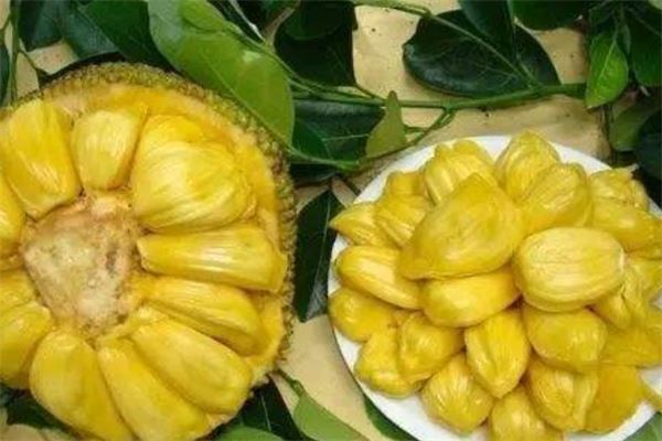 三种人不宜吃菠萝蜜（三种人不宜吃菠萝蜜容易消化）
