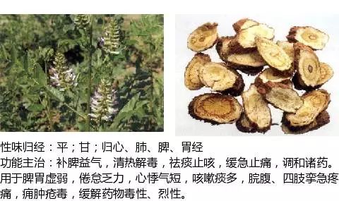中药甘草的功效与主治（中药甘草的功效与主治的功效与作用点）