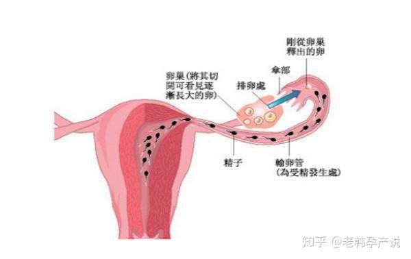宫外孕和男性有关系吗（输卵管切除对女人身体有啥影响）