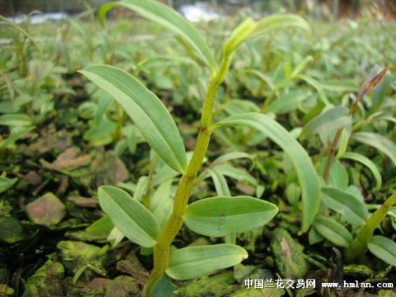 铁皮石斛有什么功效（铁皮石斛有什么功效果和作用）