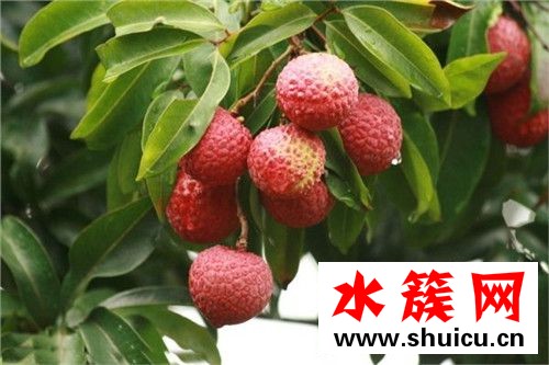 1、桂圆