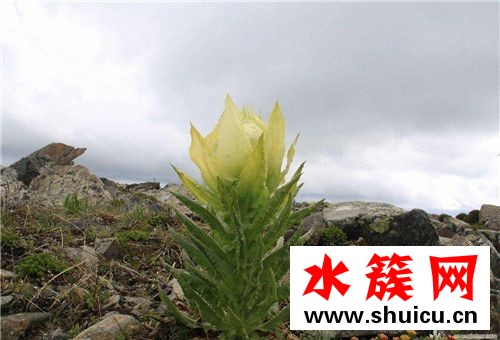 天山雪莲花的价格