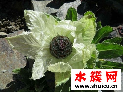 天山雪莲花的价格