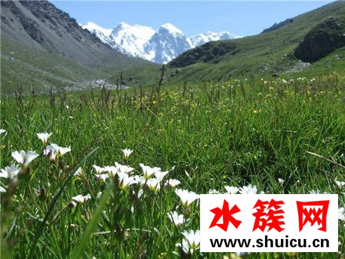 天山雪莲花的价格