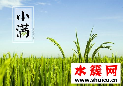 小满节气吃什么食物