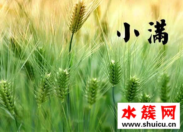 小满节气吃什么食物