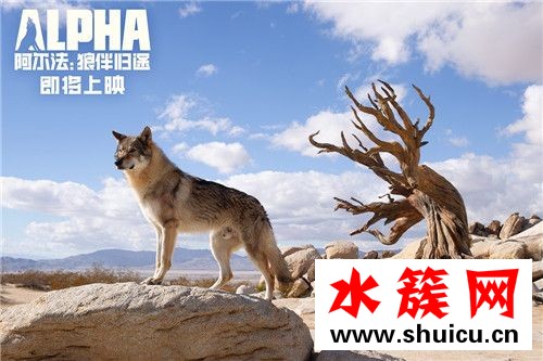 阿尔法：狼伴归途什么时候上映