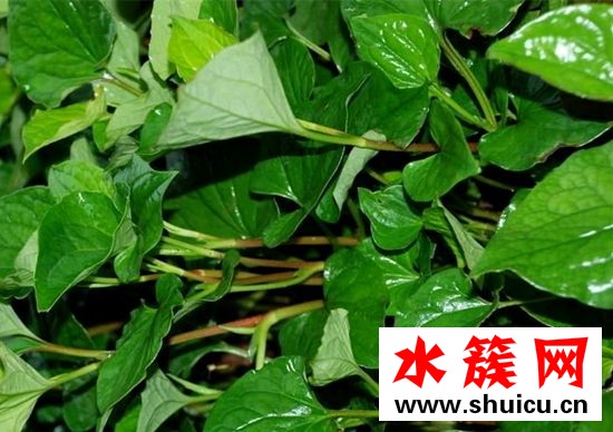 折耳根和鱼腥草的区别