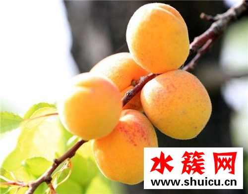 杏子没熟能吃吗