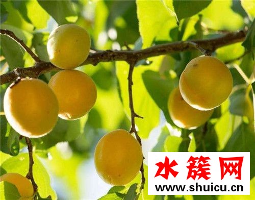 杏子没熟能吃吗