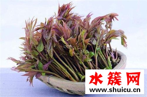 春季养生必吃十种食物