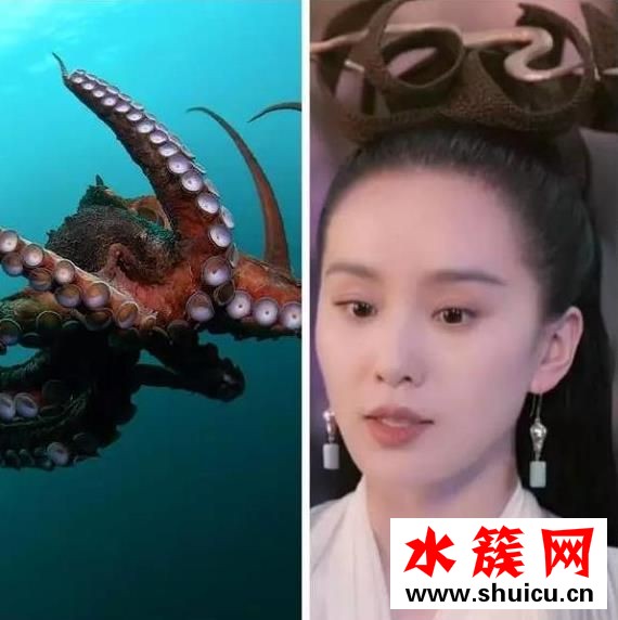 醉玲珑成海鲜集中营、悟空传头发比脸大 最近古装剧都怎么了？