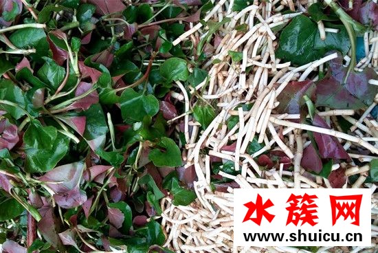 折耳根的功效与作用