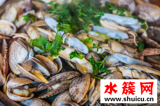 扇贝怎么清洗