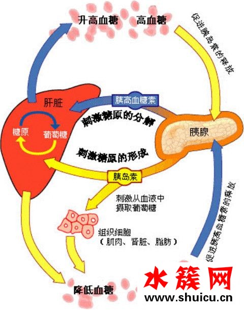 抗糖化是什么意思