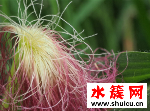 玉米须能降血糖吗