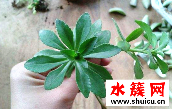救心菜的功效与作用