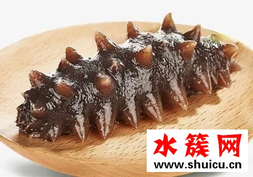 海参可以生吃吗