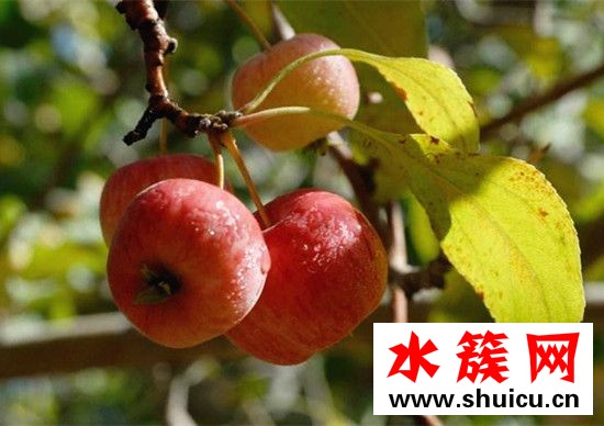 海棠果是热性还是凉性
