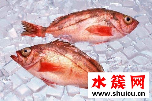 孕妇缺碘吃什么补最快