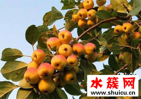 海棠果什么时候成熟