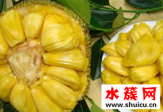 菠萝蜜和榴莲的区别