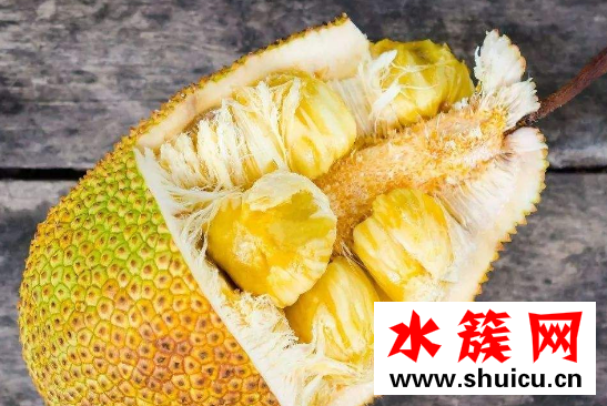 菠萝蜜和榴莲的区别