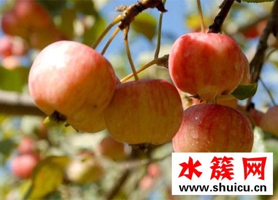 海棠果可以泡酒吗